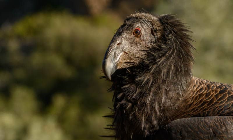 California Condor