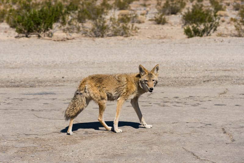 Coyote Death Valley California
