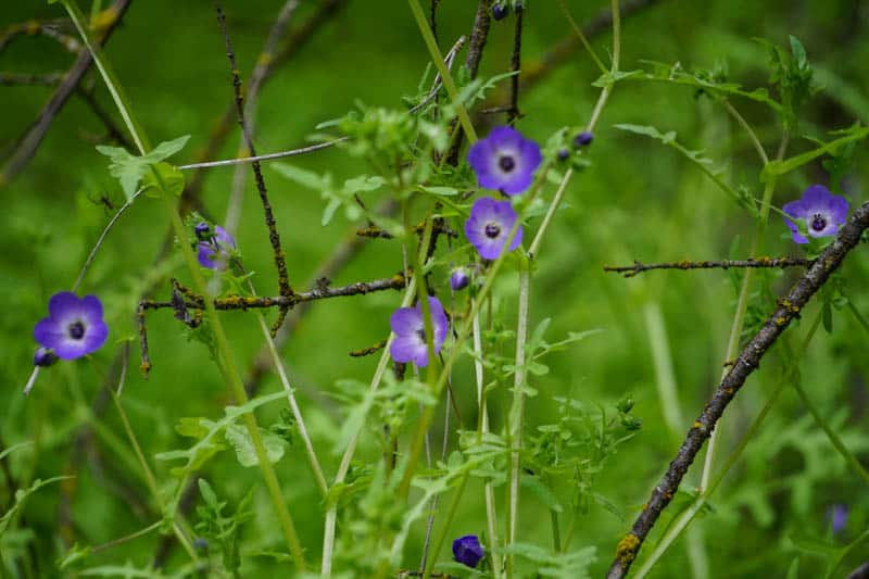 Fiesta flowers at Pinnacles NP