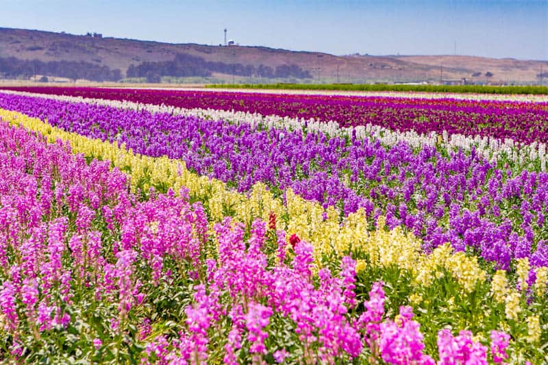 Flower fields in Lompoc California