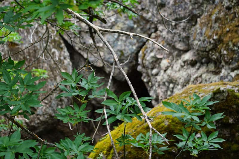 Mossy rocks in Pinnacles National Park