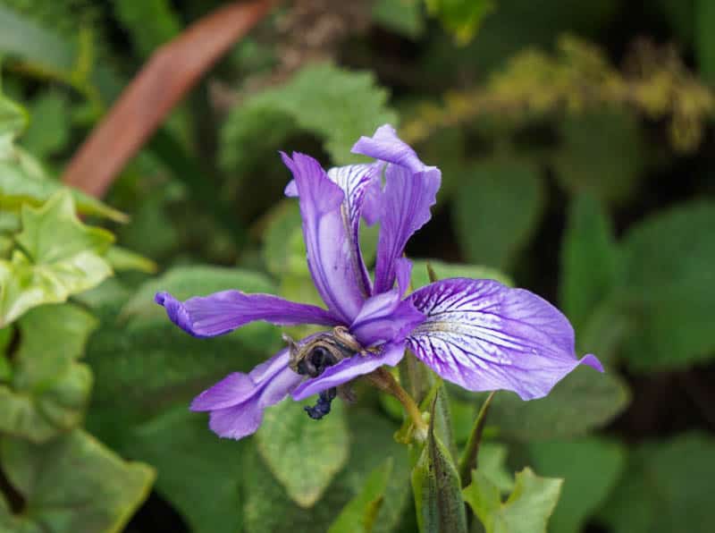 Purple wild iris Big Sur California
