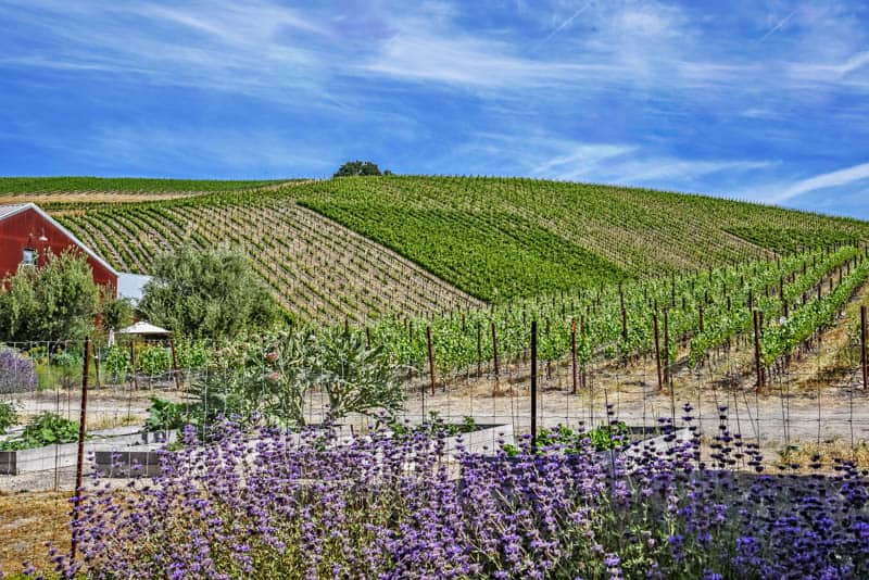 Vineyard near Paso Robles California