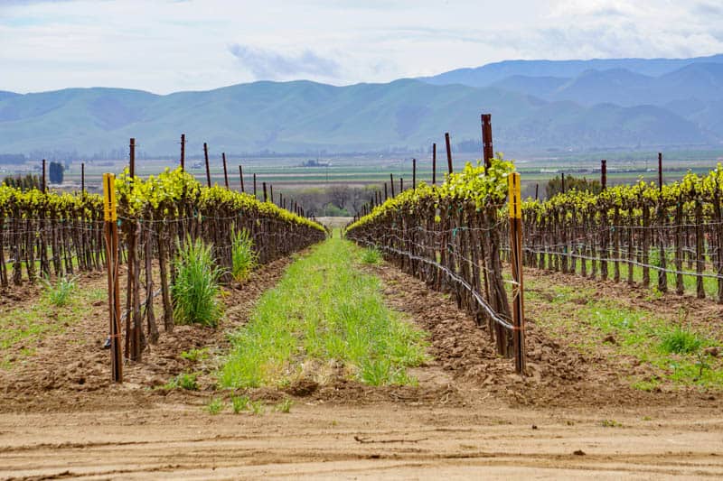 Vineyards near Soledad California