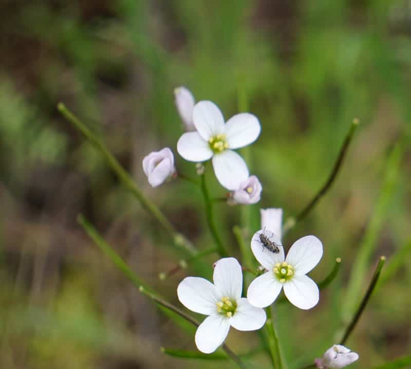 White wildflowers at Pinnacles