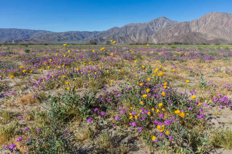 Wildflowers blooming at Anza-Borrego Desert State Park California