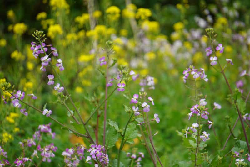 Wildflowers in Big Sur California