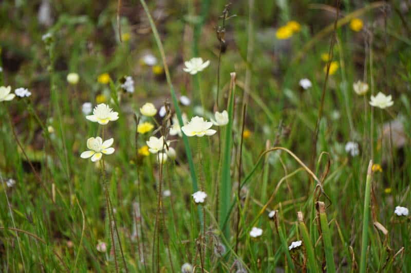 Wildflowers blooming in Pinnacles National Park