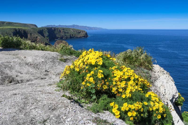 Wildflowers on Santa Cruz Island in the Channel Islands National Park