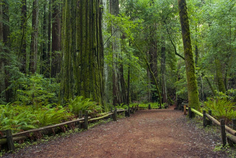 Armstrong Redwoods State Natural Reserve Sonoma County California