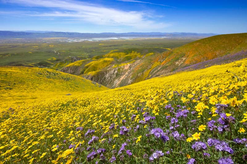 Wildflower bloom at Carrizo Plain National Monument in Central California