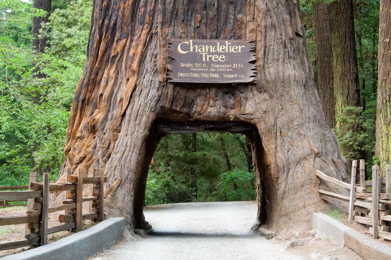 Chandelier Tree in Leggett California