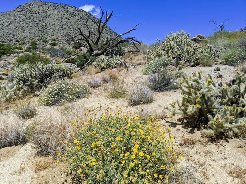 High desert plants at the  Cahuilla Tewanet vista point on Highway 74 in California