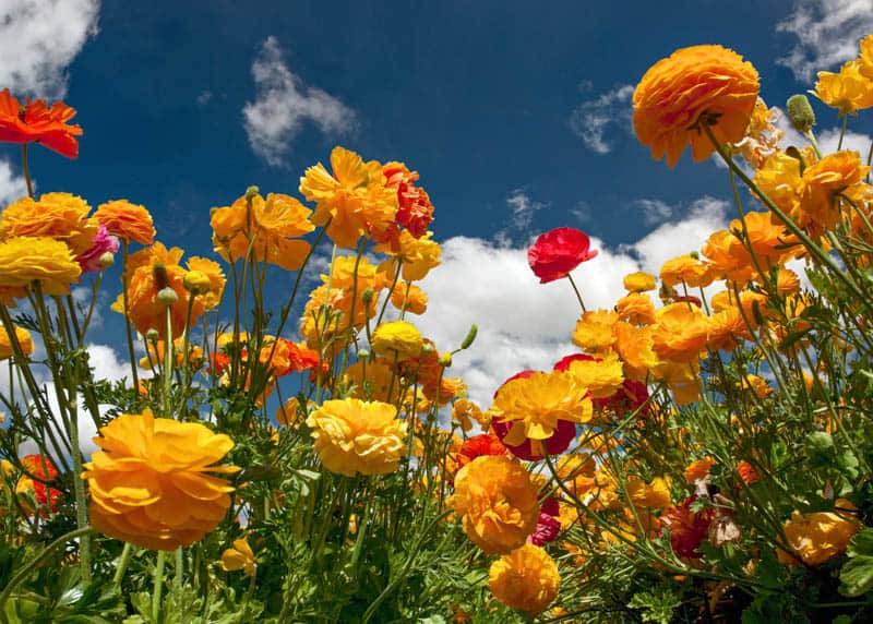 Ranunculus in bloom in Carlsbad California