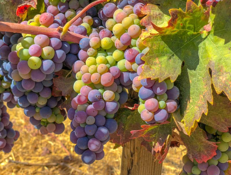 Grapes at a Paso Robles vineyard