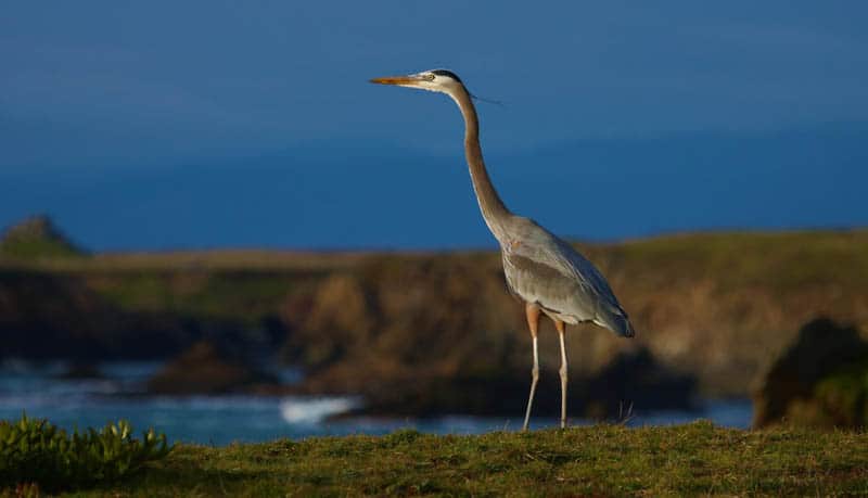 A great blue heron at Pomo Bluffs in Fort Bragg, California!