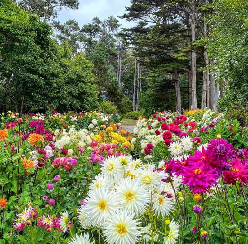 Dahlia Display at the Mendocino Coast Botanical Gardens in Fort Bragg California