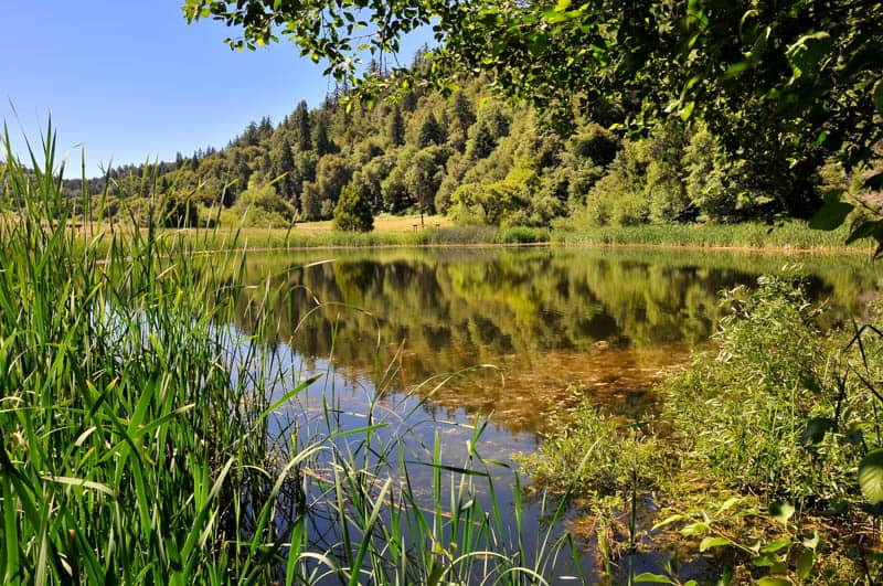 Pond in Palomar Mountain State Park California