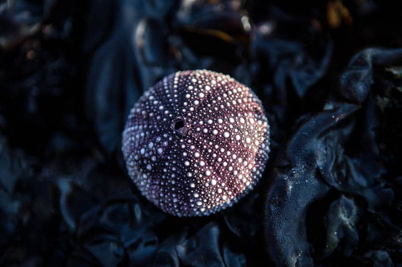 Purple Sea Urchin