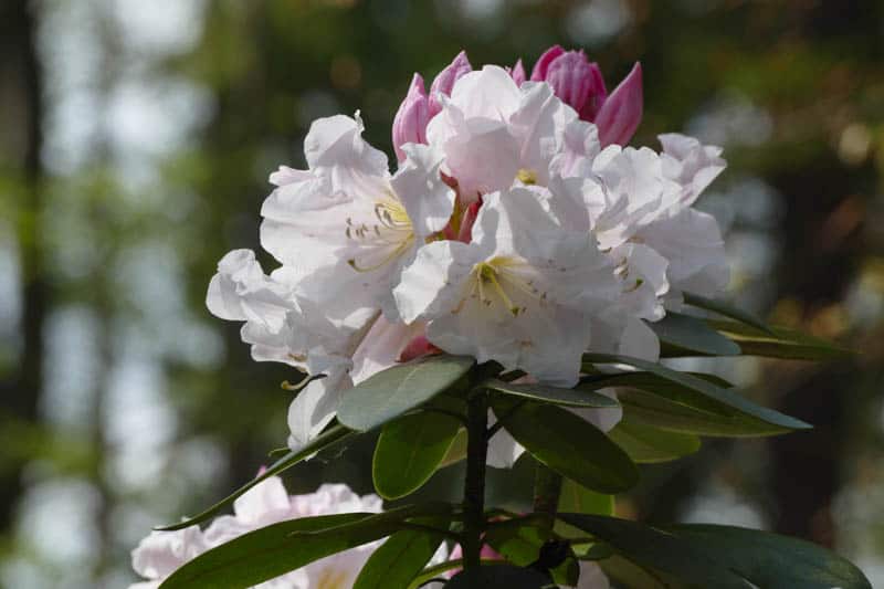 Rhododendrons in bloom at the Mendocino Coast Botanical Gardens in Fort Bragg