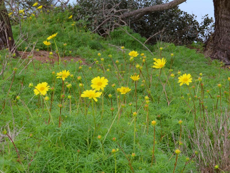 Sea dahlias in bloom at Cabrillo National Monument in San Diego