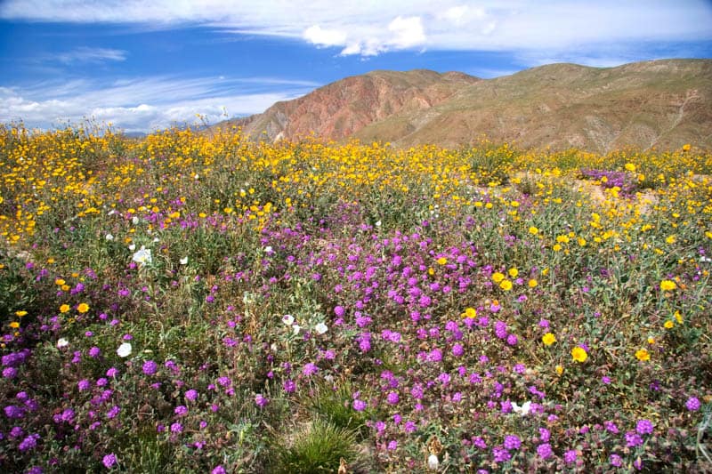 Wildflower bloom in Anza-Borrego State Park in California