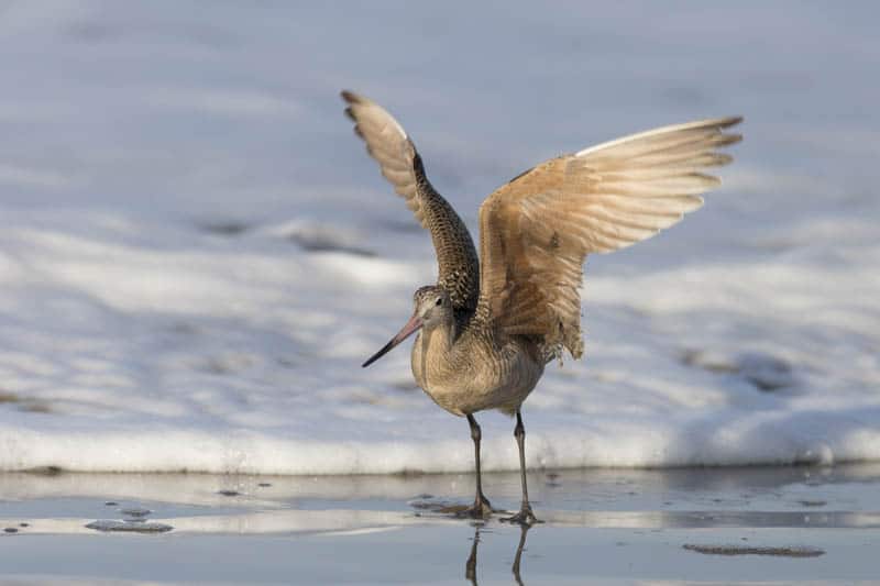 Marbled godwit in Morro Bay California