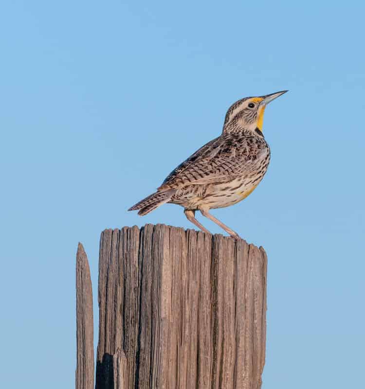 Birding is popular in Carrizo Plain National Monument