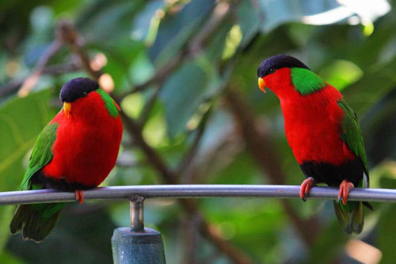 Birds at the San Diego Zoo in California