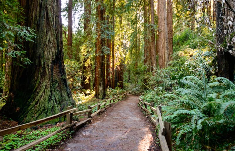 Trail in Muir Woods National Monument California