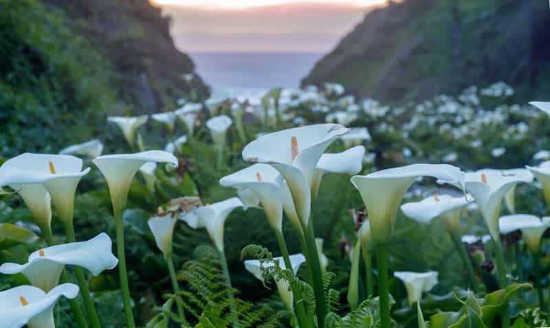 Cally Lily Valley in Garrapata State Park, California