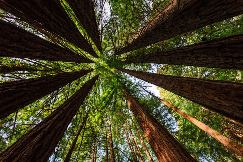 Canopy of redwood trees in Muir Woods National Monument in Northern California