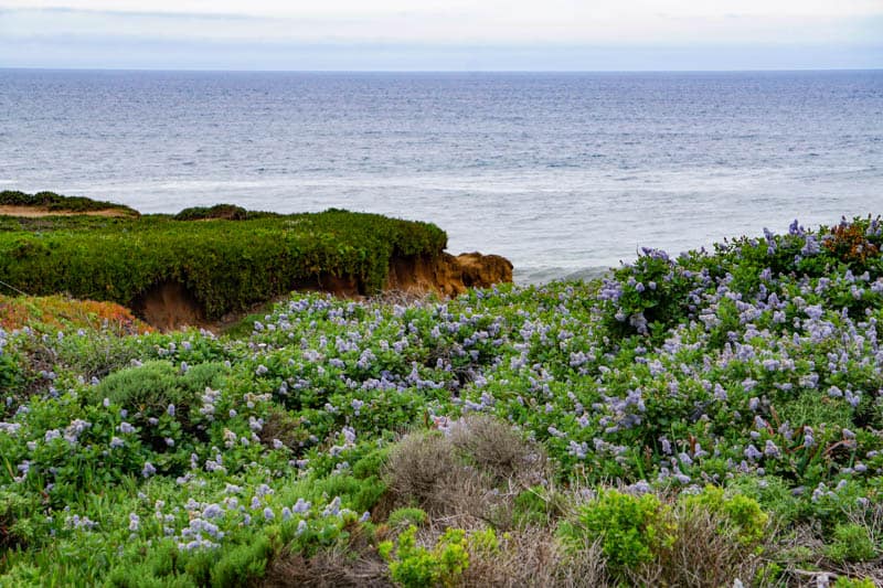 Ceanothus in bloom in Garrapata State Park in Big Sur