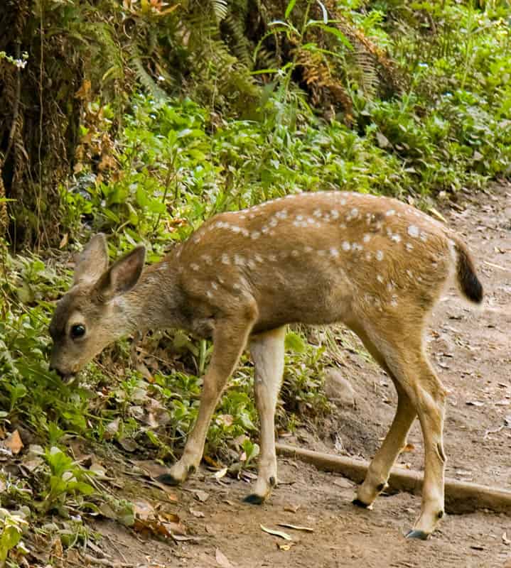 Black-tailed fawn in Muir Woods National Monument California