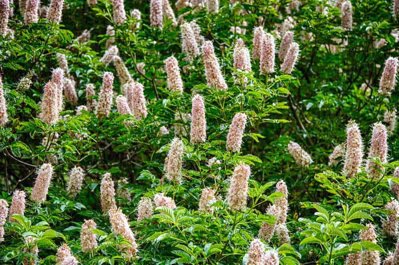 Flowering plants in Muir Woods National Monument California