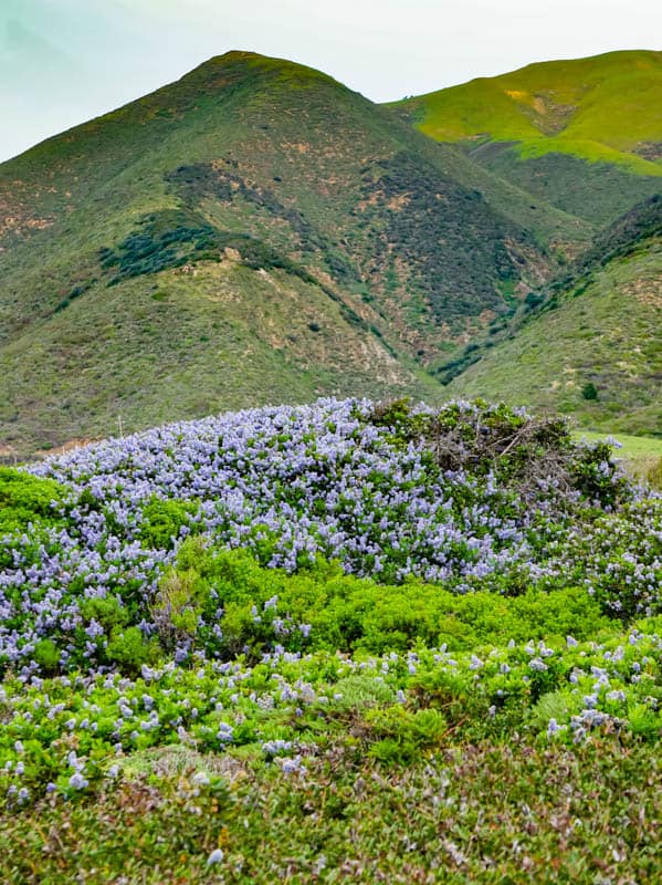 Looking towards the mountains at Garrapata State Park in California