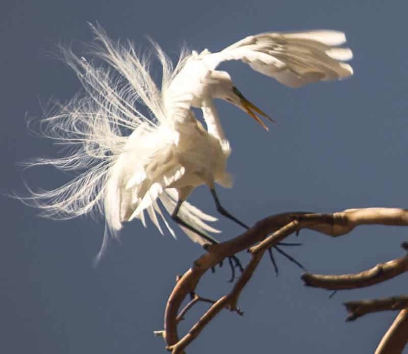 Great white egret at the Heron Rookery in Morro Bay California