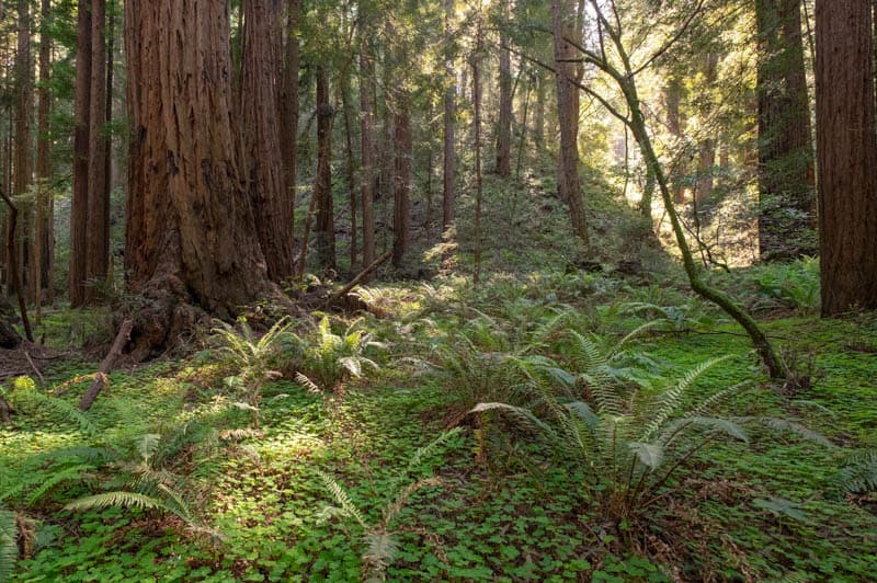 Ferns in Muir Woods California