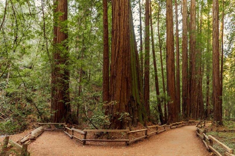 Muir Woods California Hiking Trail