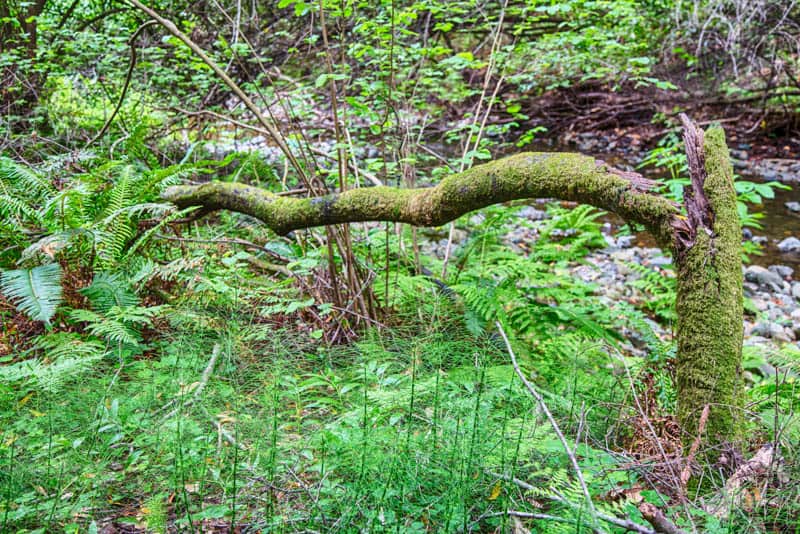 Moss and Ferns in Muir Woods California