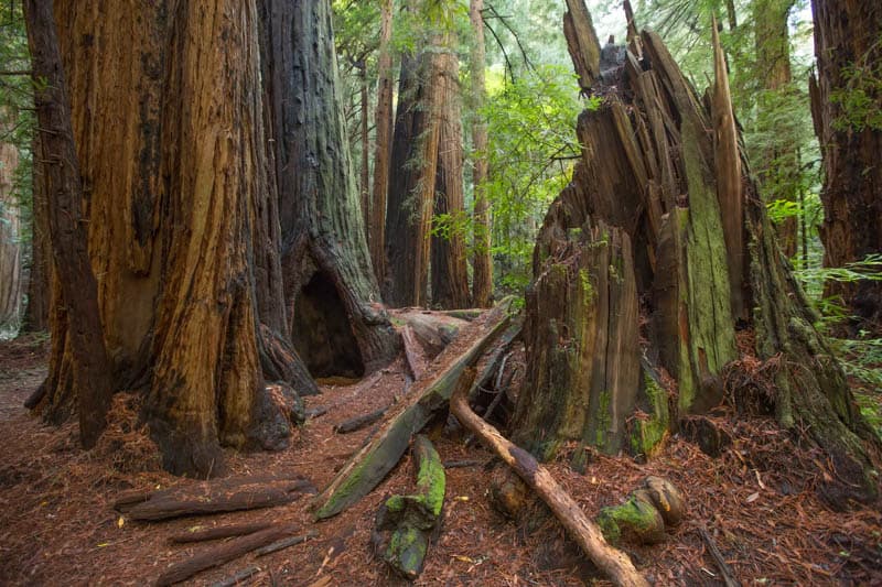 Muir Woods National Monument is a must-visit in California!