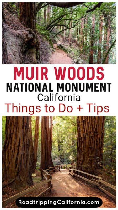 Discover the best hikes and other things to do in Muir Woods National Monument north of San Francisco in California. Old-growth redwoods + wildflowers and wildlife!