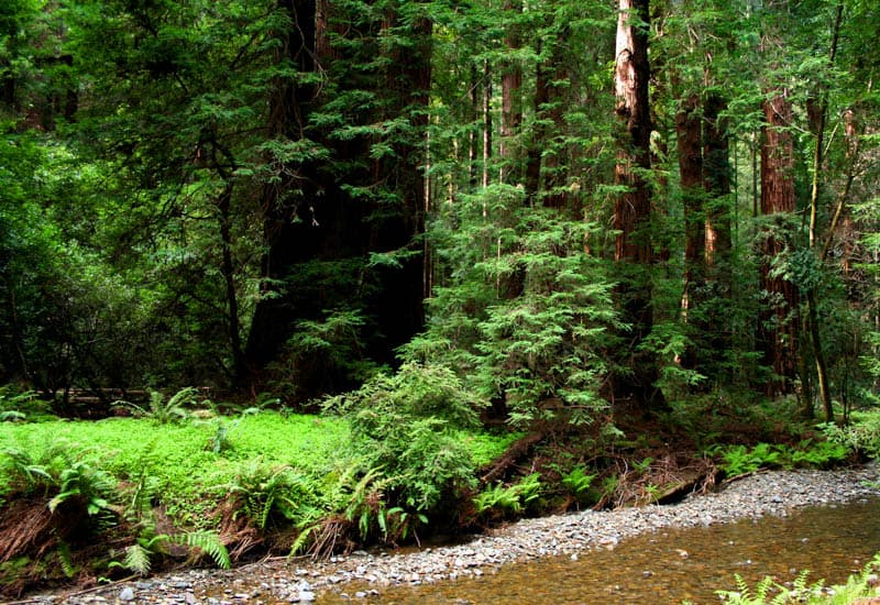 Redwood Creek in Muir Woods California