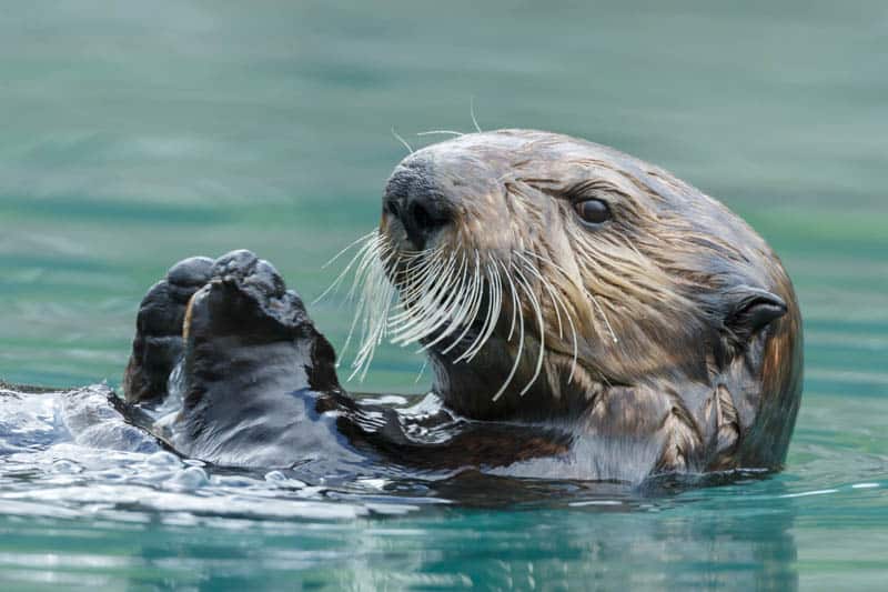 Sea Otter in Morro Bay California