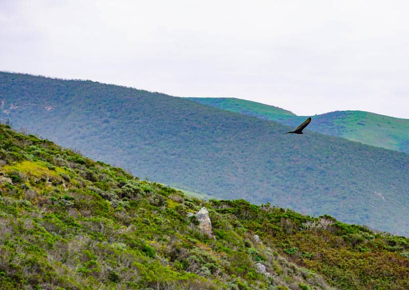 Raptor in flight at Garrapata State Park in Carmel  California