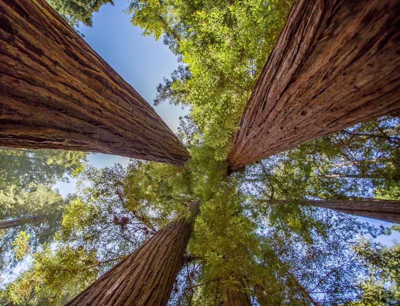 Redwood Canopy in Muir Woods National Monument California