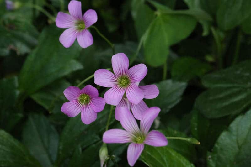 Redwood Sorrel flowers