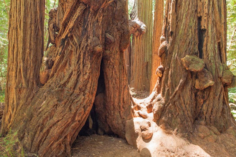 Redwood trunks Muir Woods National Monument California