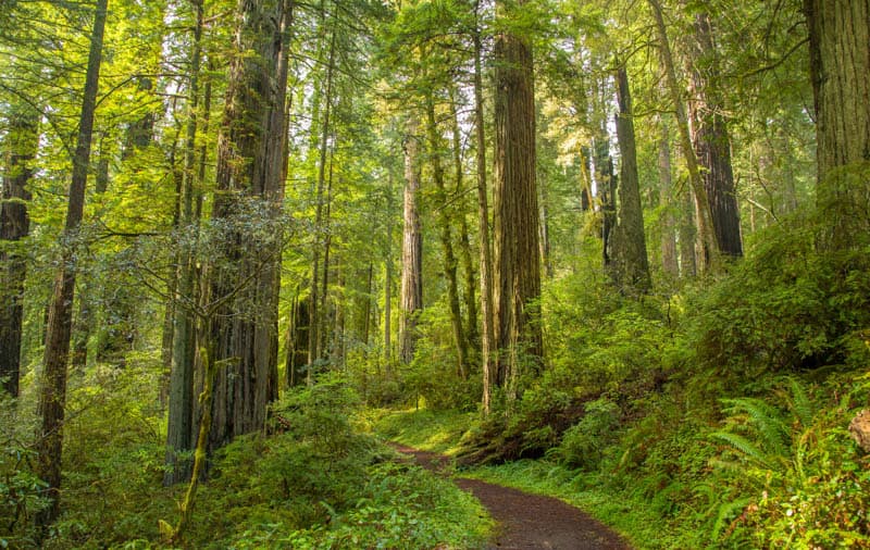 Hiking through Redwoods and Ferns in Mendocino California