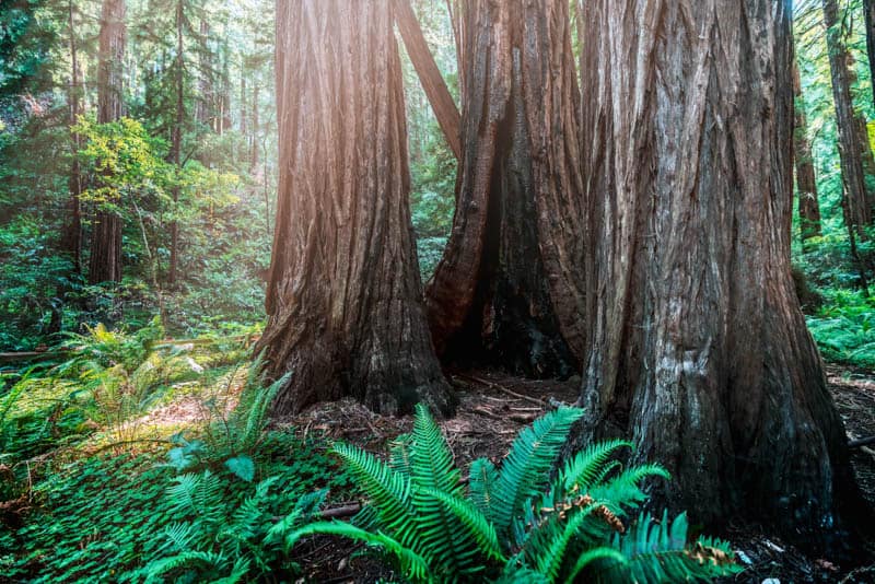 Redwoods in Muir Woods California